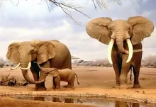elephants baby animals 1980x1485 wallpaper Art HD Wallpaper